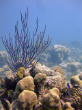 Underwater Scene at Aquarium