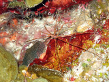 Arrow Crab