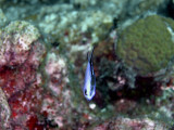 Blue Chromis From Above