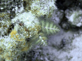 Christmas Tree Worms on Rock