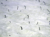Common Eels at Eel Garden