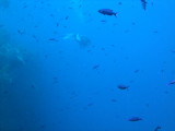 Creole Wrasse Everywhere