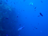 Creole Wrasse Everywhere 2