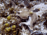 Octopus at Eel Garden 2