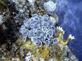 Feather Duster Worms and Fire Coral 2