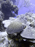 Mostly Hard Coral Eel Garden