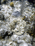 Octopus and Grouper