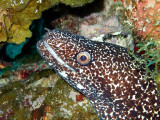 Spotted Moray Up Close 4
