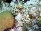 Octopus at Eel Garden 5