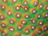 Small Fish on Hard Coral 4