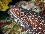 Spotted Moray Up Close