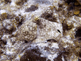 Octopus at Eel Garden 8