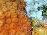 Pair of Cleaner Wrasse on Hard Coral