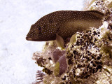 Small Coral Grouper Resting 2
