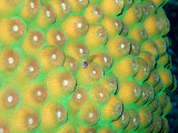 Small Fish on Hard Coral 2