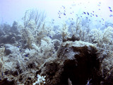 Blue Chromis Swimming Down