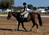 Horses in the Sun Show Preparations