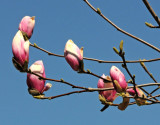 Magnolia Tree Blossoms
