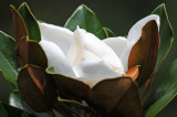 Magnolia Blossom