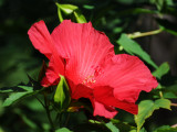 Red Pancake Hibiscus