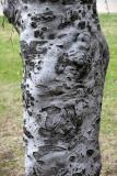 Copper Beech Trunk - NYU Silver Towers Garden