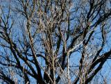 Dogwood and Oak Trees