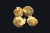 London Plane (Sycamore) Tree Seed Balls or Platanus x afcerifola