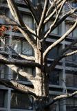 Oak Tree - NYU Silver Towers Garden