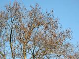Sycamore Tree Seed Balls