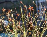 Rose Bush Hips