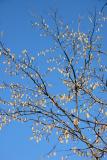 Corylus or Hazel Tree