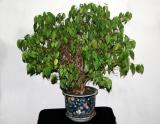 Ficus Plant