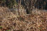 Ground Foliage - Time Landscape Garden