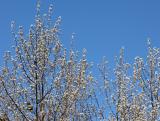 Pear Tree Blossoms