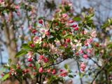 Crab Apple Tree Blossoms
