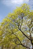 Norway Maple Tree - New Foliage