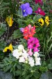 Snapdragons & Violas