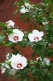 Hibiscus Bush at 5th Avenue