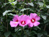 Hibiscus Bush Blossoms