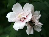 Hibiscus Blossoms and a Bee