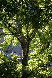 Maple Tree Foliage