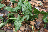 Unknown Ground Foliage - St Luke's Church Garden