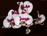 My Neighbors' Orchids