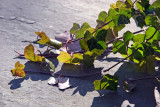 Ivy