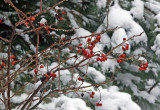 Rose Hips in Melting Snow