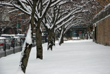 Snow on Cherry Trees