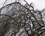 Snow on a Beech Tree