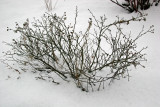 Rose Bush