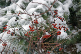 Garden View - Rose Hips in Snow