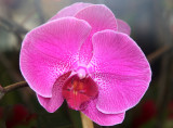 Orchid - University Designs Florist